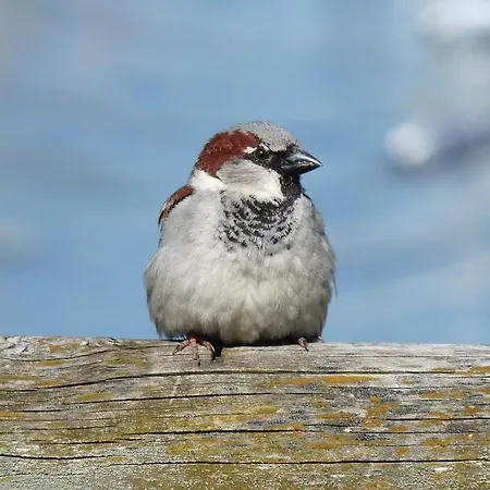 Roth Am Naturschutzgebiet Bodensee Eriskircher Ried Apartmán *
