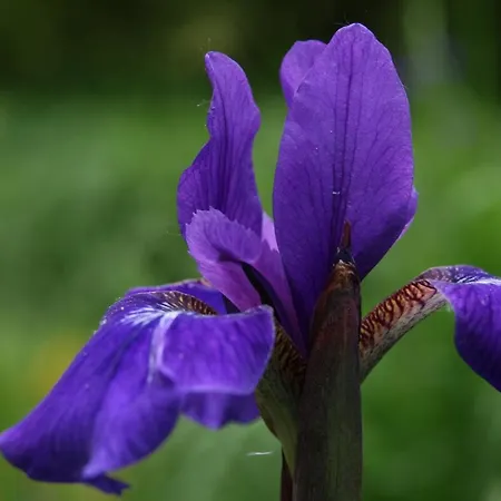 Roth Am Naturschutzgebiet Bodensee Eriskircher Ried